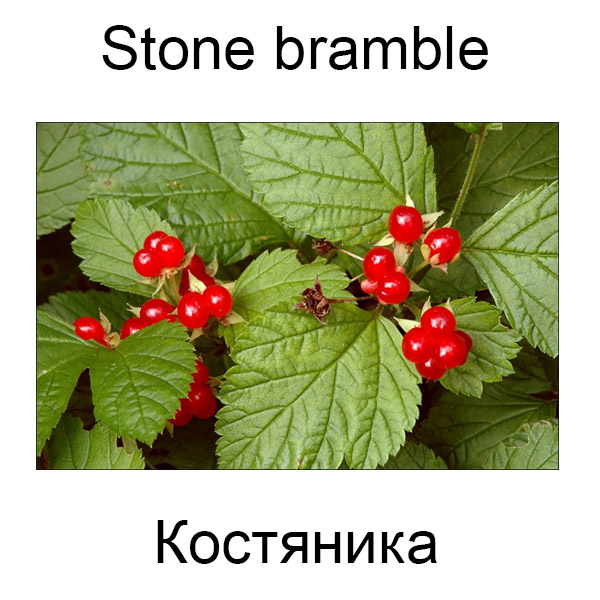Виды грибов на английсуом